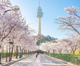  SEOUL-GANGNEUNG-CUNG ĐƯỜNG ANH ĐÀO 5N5Đ  | BAY ASIANA AIRLINES 