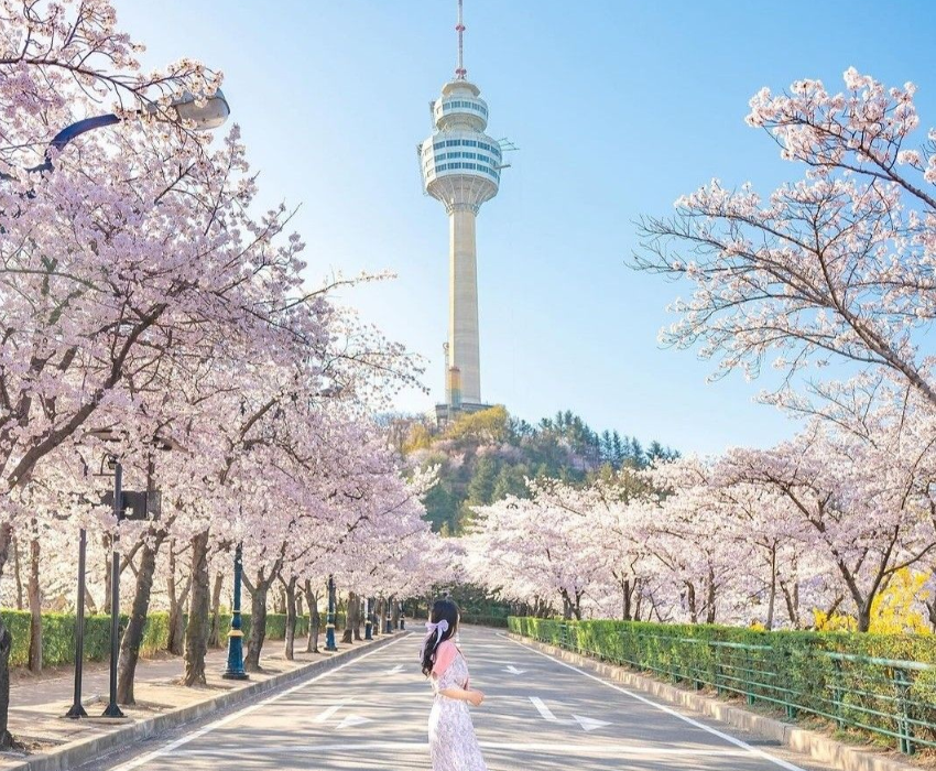 SEOUL-GANGNEUNG-CUNG ĐƯỜNG ANH ĐÀO 5N5Đ  | BAY ASIANA AIRLINES 
