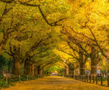  CUNG ĐƯỜNG VÀNG - NARITA – TOKYO – YAMANASHI – FUJI –KYOTO – KOBE – OSAKA 6N5Đ I BAY VIET NAM AIRLINES 