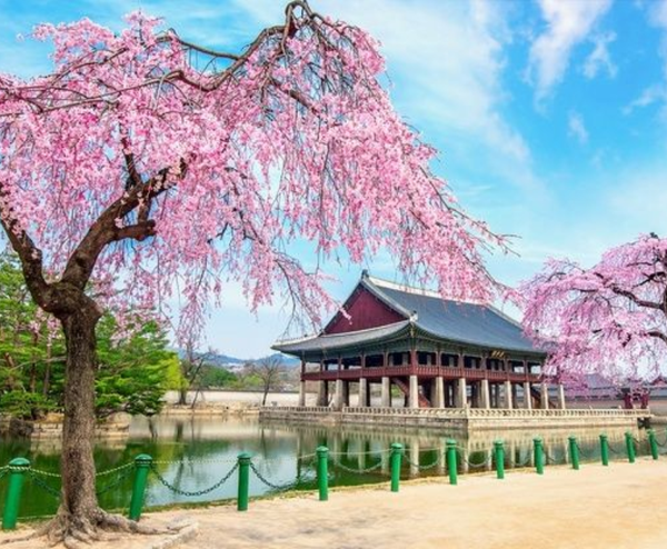  SEOUL-GANGNEUNG-CUNG ĐƯỜNG ANH ĐÀO 5N5Đ  | BAY ASIANA AIRLINES 