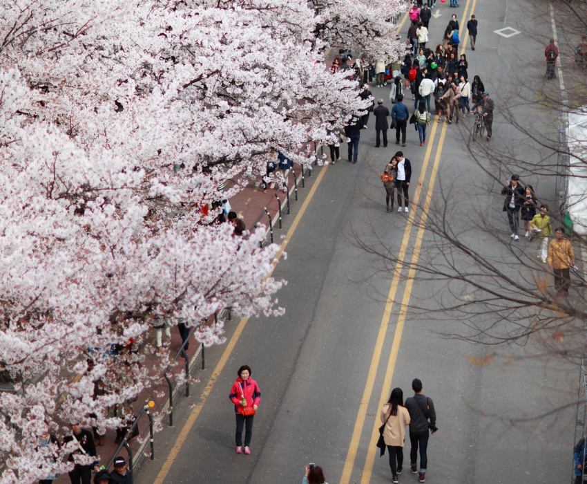  SEOUL-GANGNEUNG-CUNG ĐƯỜNG ANH ĐÀO 5N5Đ  | BAY ASIANA AIRLINES 