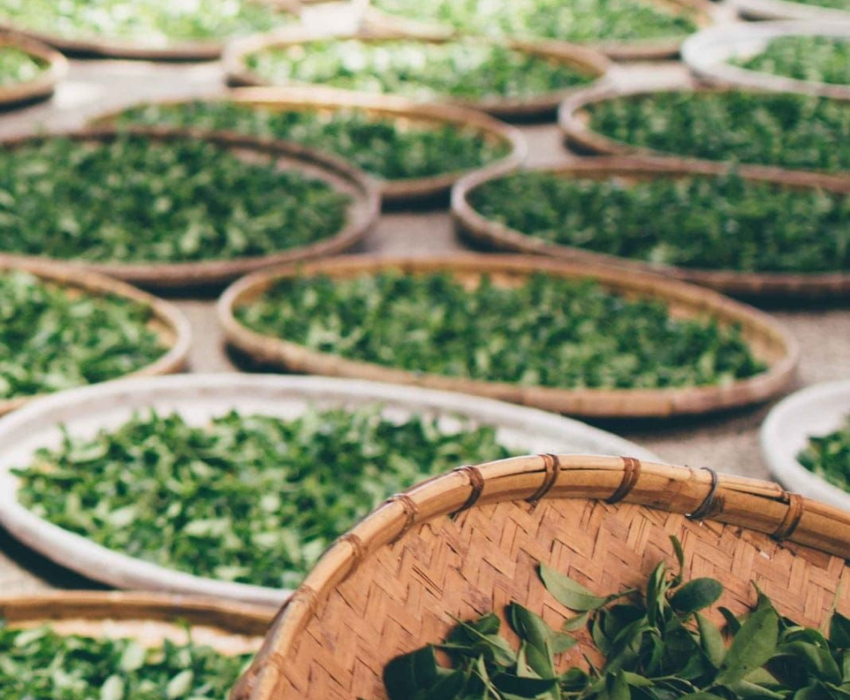  ĐÀI BẮC – ĐÀI TRUNG – NAM ĐẦU – GIA NGHĨA – A LÝ SƠN 5N5Đ  | BAY EVA AIR 