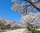  SEOUL – NAMI – EVERLAND 4N4Đ | BAY VIETNAM AIRLINES 