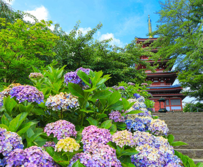  Kamogawa Seaworld - NARITA – TOKYO  – FUJI – YOKOHAMA - NARITA 5N4Đ | BAY VIETNAM AIRLINES 
