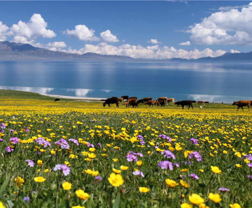  TÂN CƯƠNG 9N8Đ | BAY AIR CHINA 