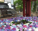  Kamogawa Seaworld - NARITA – TOKYO  – FUJI – YOKOHAMA - NARITA 5N4Đ | BAY VIETNAM AIRLINES 