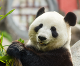  TRÙNG KHÁNH – THÀNH ĐÔ – NGA MI SƠN – LẠC SƠN – CỬU TRẠI CÂU 7N7Đ 