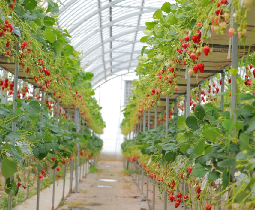  BUSAN – DAEGU – SEOUL 5N5Đ | BAY VIETNAM AIRLINES 