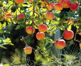  SHIRAKAWAGO – CUNG ĐƯỜNG VÀNG 6N5Đ  | BAY VIETNAM AIRLINES 