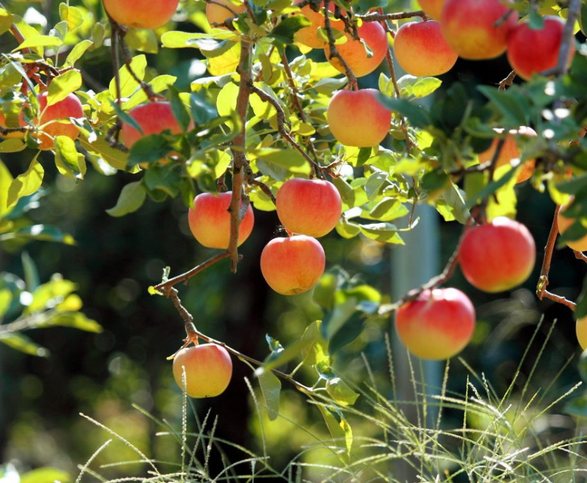 SHIRAKAWAGO – CUNG ĐƯỜNG VÀNG 6N5Đ  | BAY VIETNAM AIRLINES 