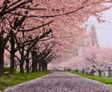  BUSAN – DAEGU – SEOUL 5N5Đ | BAY VIETNAM AIRLINES 