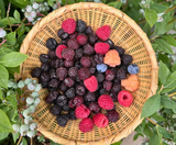  SHIRAKAWAGO – CUNG ĐƯỜNG VÀNG 6N5Đ  | BAY VIETNAM AIRLINES 