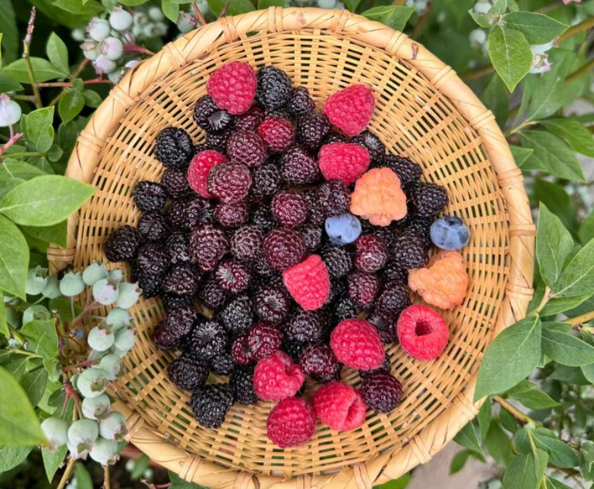  SHIRAKAWAGO – CUNG ĐƯỜNG VÀNG 6N5Đ  | BAY VIETNAM AIRLINES 