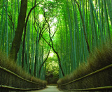  CUNG ĐƯỜNG VÀNG - OSAKA – KOBE – KYOTO – TOYOHASHI – FUJI – TOKYO – NARITA  | BAY VIETNAM AIRLINES 