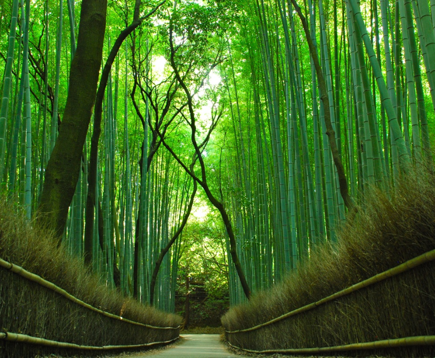  CUNG ĐƯỜNG VÀNG - OSAKA – KOBE – KYOTO – TOYOHASHI – FUJI – TOKYO – NARITA  | BAY VIETNAM AIRLINES 