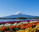  NARITA – TOKYO – FUJI – YOKOHAMA - NARITA 5N4Đ | BAY VIETNAM AIRLINES 