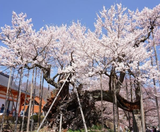  SHIRAKAWAGO – CUNG ĐƯỜNG VÀNG 6N5Đ  | BAY VIETNAM AIRLINES 