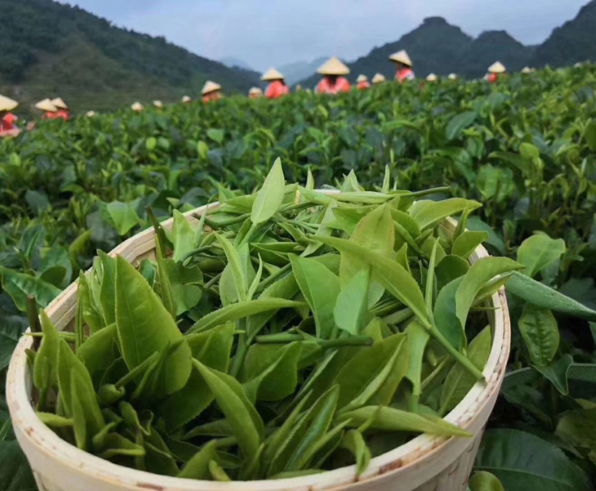  DISNEYLAND - THƯỢNG HẢI – TÔ CHÂU – VÔ TÍCH Ô TRẤN – HÀNG CHÂU 5N4Đ | BAY VIETNAM AIRLINES 