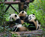  NO SHOPPING - TRÙNG KHÁNH 4N4Đ  | BAY AIR CHINA 