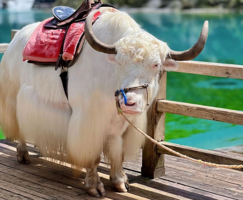  TRÙNG KHÁNH – THÀNH ĐÔ - NGA MI SƠN – LẠC SƠN – CỬU TRẠI CÂU 7N7Đ | BAY AIR CHINA 