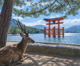  CUNG ĐƯỜNG VÀNG - OSAKA – KOBE – KYOTO – TOYOHASHI – FUJI – TOKYO – NARITA  | BAY VIETNAM AIRLINES 