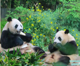  TRÙNG KHÁNH – THÀNH ĐÔ - NGA MI SƠN – LẠC SƠN – CỬU TRẠI CÂU 7N7Đ | BAY AIR CHINA 