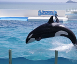  SEAWORLD - NARITA – TOKYO  – FUJI – YOKOHAMA - NARITA 5N4Đ  | BAY VIETNAM AIRLINES 