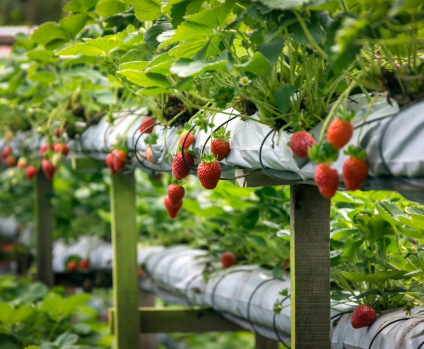  BUSAN – SEOUL – TRƯỢT TUYẾT 5N5Đ  BAY VIETJET AIR 