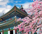  BUSAN – DAEGU – SEOUL 5N5Đ | BAY VIETNAM AIRLINES 