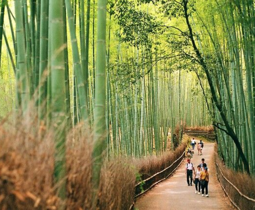  CUNG ĐƯỜNG VÀNG - NARITA – TOKYO – YAMANASHI – FUJI –KYOTO – KOBE – OSAKA 6N5Đ I BAY VIET NAM AIRLINES 