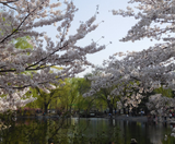  THƯỢNG HẢI – Ô TRẤN – HÀNG CHÂU – BẮC KINH 7N6Đ | BAY VIETNAM AIRLINES 