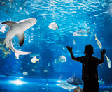  BUSAN – SEOUL – TRƯỢT TUYẾT 5N5Đ  BAY VIETJET AIR 