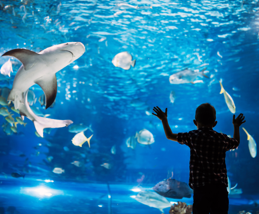  BUSAN – SEOUL – TRƯỢT TUYẾT 5N5Đ  BAY VIETJET AIR 