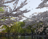  THƯỢNG HẢI – HÀNG CHÂU – BẮC KINH 6N6Đ | BAY AIR CHINA 