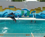  Kamogawa Seaworld - NARITA – TOKYO  – FUJI – YOKOHAMA - NARITA 5N4Đ | BAY VIETNAM AIRLINES 