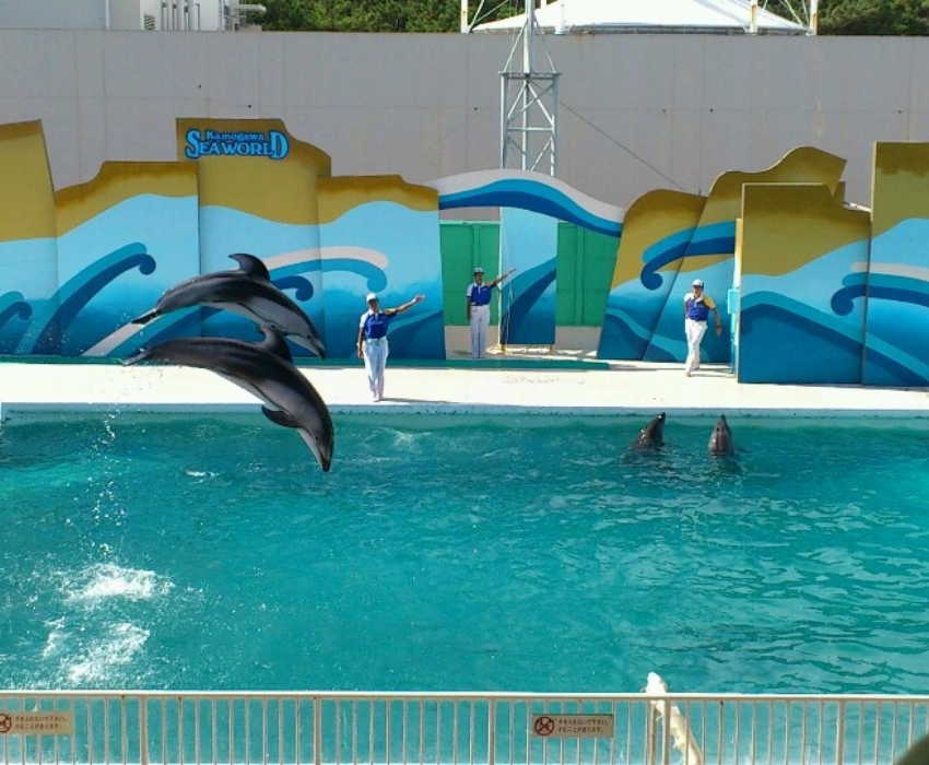  Kamogawa Seaworld - NARITA – TOKYO  – FUJI – YOKOHAMA - NARITA 5N4Đ | BAY VIETNAM AIRLINES 