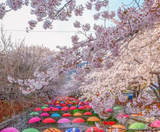  BUSAN – SEOUL – LOTTE WORLD 5N5Đ | BAY VIETNAM AIRLINES 