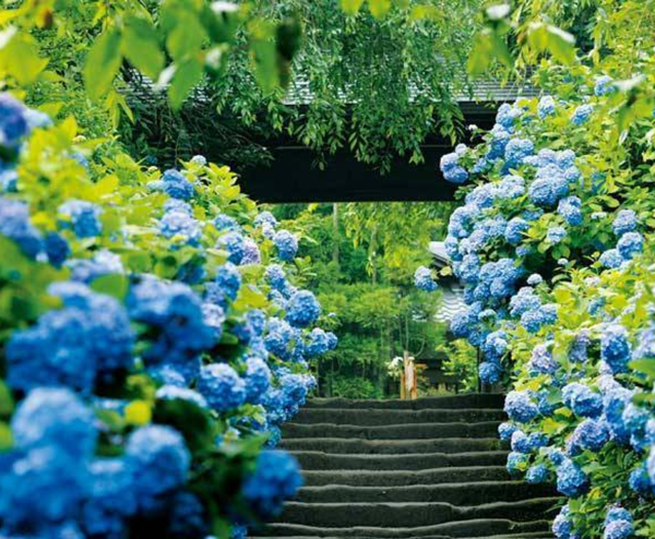  NARITA – TOKYO – YAMANASHI – FUJI – YOKOHAMA 5N4Đ | BAY VIETNAM AIRLINES 