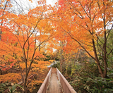  BẮC HẢI ĐẢO – HOKKAIDO MÙA THU: CHITOSE – OTARU – FURANO – SAPPORO 6N5Đ | BAY SHENZHEN AIRLINES 