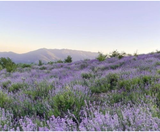  TÂN CƯƠNG 9N8Đ | BAY AIR CHINA 