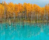  BẮC HẢI ĐẢO – HOKKAIDO MÙA THU: CHITOSE – OTARU – FURANO – SAPPORO 6N5Đ | BAY SHENZHEN AIRLINES 