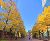  BẮC HẢI ĐẢO – HOKKAIDO MÙA THU: CHITOSE – OTARU – FURANO – SAPPORO 6N5Đ | BAY SHENZHEN AIRLINES 