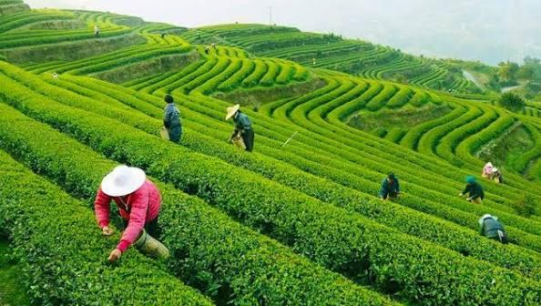  THƯỢNG HẢI – TÔ CHÂU – VÔ TÍCH – HÀNG CHÂU – Ô TRẤN 6N5Đ | BAY CHINA SOUTHERN AIRLINES (CZ) | LỊCH KHỞI HÀNH THÁNG 11/2026 