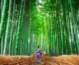  SHIRAKAWAGO - CUNG ĐƯỜNG VÀNG - OSAKA – GIFU – NAGANO – YAMANASHI – FUJI – TOKYO – NARITA 6N5Đ | BAY VIETNAM AIRLINES 