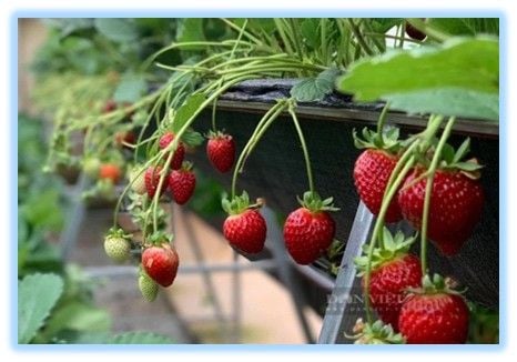  BUSAN – SEOUL – TRƯỢT TUYẾT 5N5Đ | BAY VIETJET AIR 