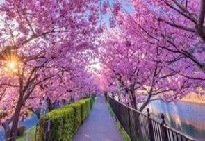  CUNG ĐƯỜNG VÀNG 6N5Đ | BAY JAPAN AIRLINES 