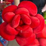  Gấu bông hoa hồng đỏ khổng lồ quà tặng 20/10 