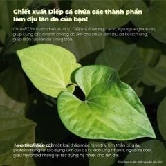 Neogen Tinh chất Dermalogy Real Heartleaf Soothing Essence 150ml