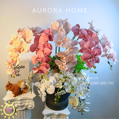 Chậu hoa lan Spring Orchid Glow