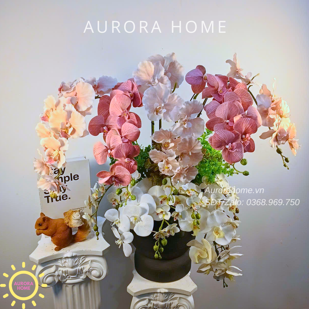 Chậu hoa lan Spring Orchid Glow